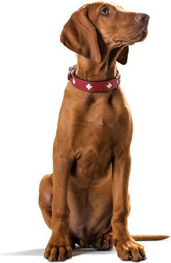 Immagine prodotto Hunter Swiss (Cane, Generale)