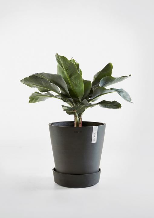 Actual product image Ecopots Saucer on Wheels