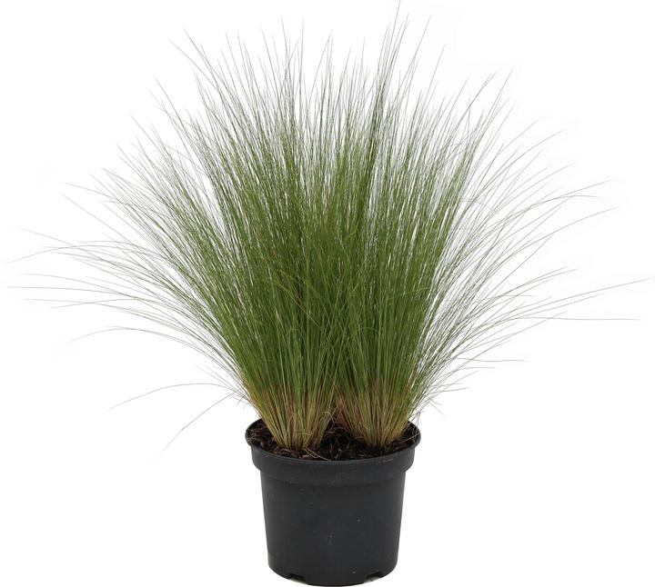 Image du produit Zulauf Stipa tenuissima 'Pony Tails' / Mädchenhaargras 'Pony Tails' (20 cm)