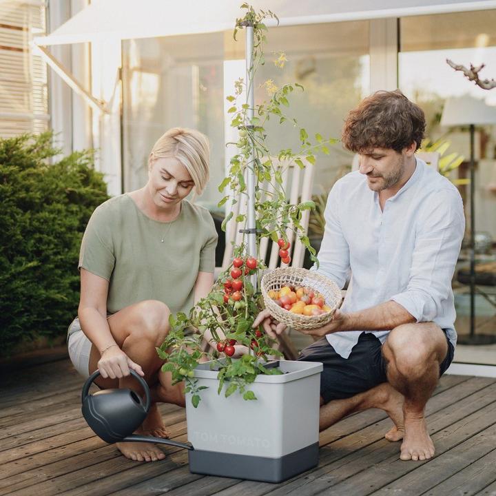 Actual product image Gusta Garden Tom Tomato (35 cm)