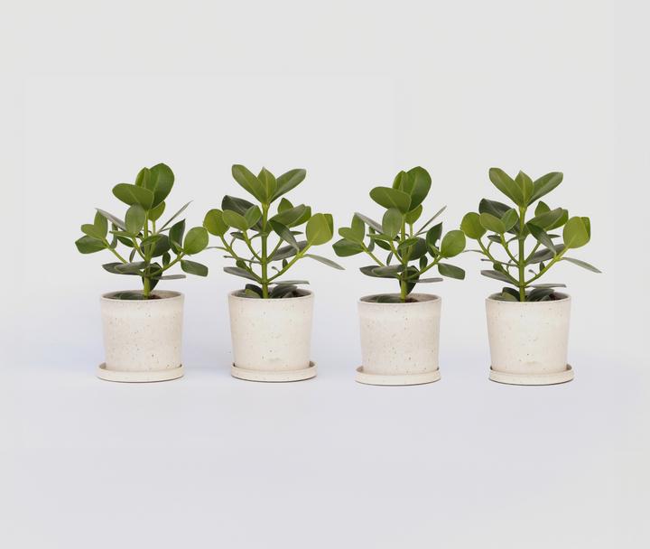 Image du produit Plant in a Box Clusia rosea Princess - Lot de 4 (25 cm)