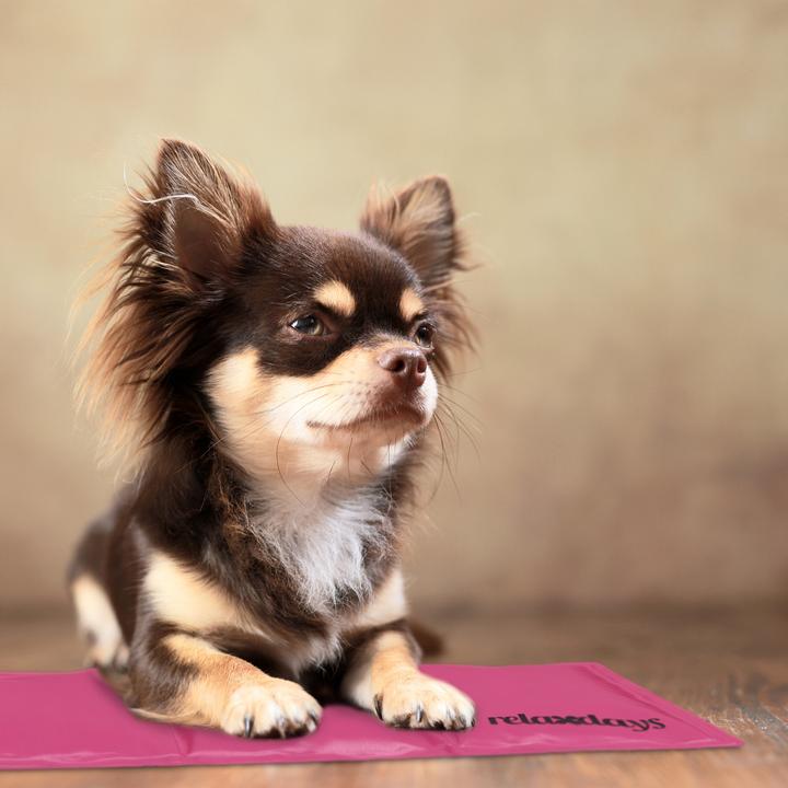 Produktbild Relaxdays Kühlmatte Hund (Hund)