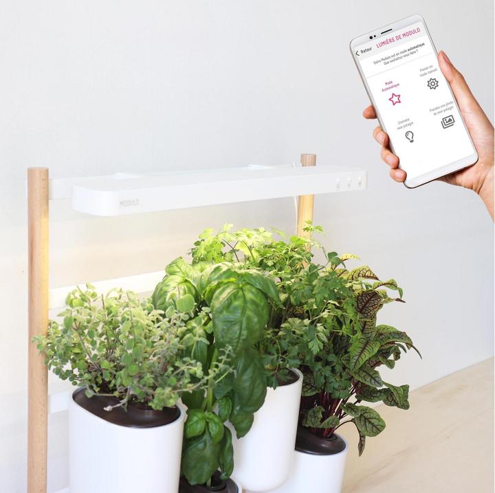 Produktbild Prêt à Pousser Modulo 2 (30.50 cm)