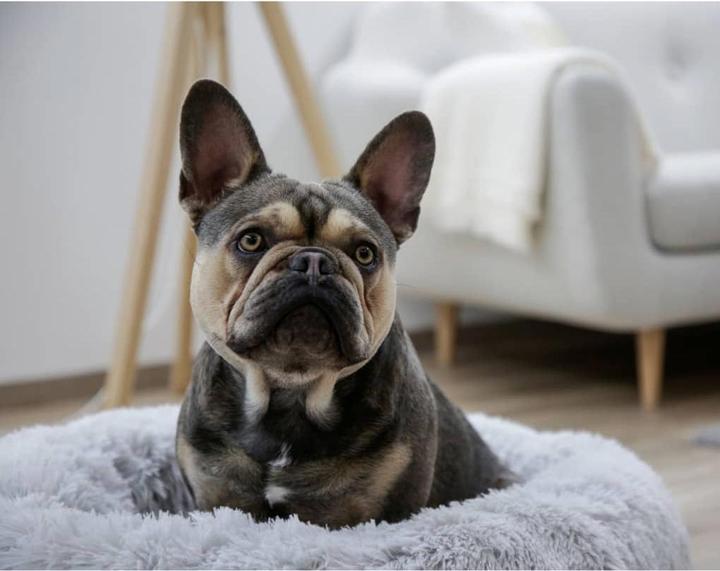 Actual product image Kerbl Fluffy (Dog)