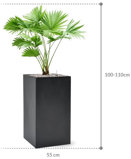 Produktbild Baq Design Livistonia rotundifolia & Baq Basic (110 cm)