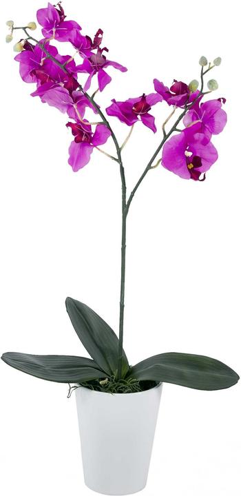 Image du produit Luwatex Phalaenopsis (70 cm)