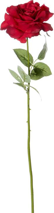 Image du produit Luwatex Rose remplie (69 cm)