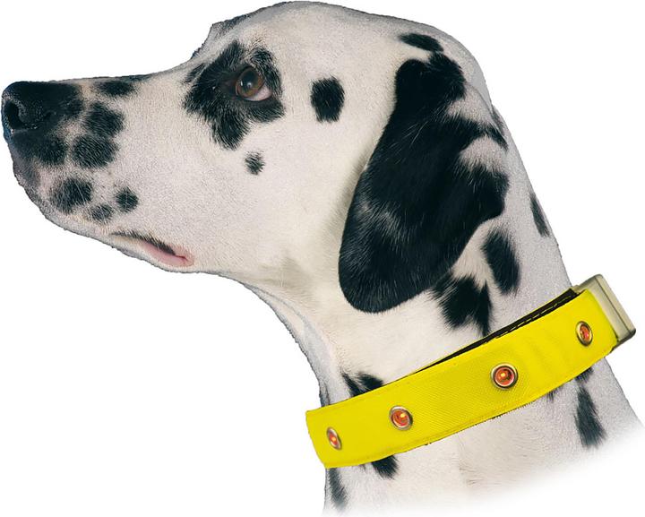 Image du produit Swisspet Collier lumineux à LED 20mm/35-50cm (M, Chien, Général)