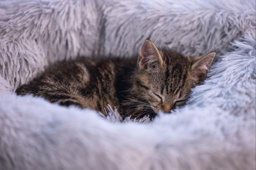 Immagine prodotto Beeztees Vuoto (Gatto)