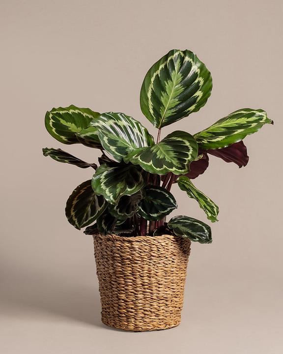 Produktbild feey Grosse Calathea Roseopicta (65 cm, Frisch umgetopft, Tierfreundlich)