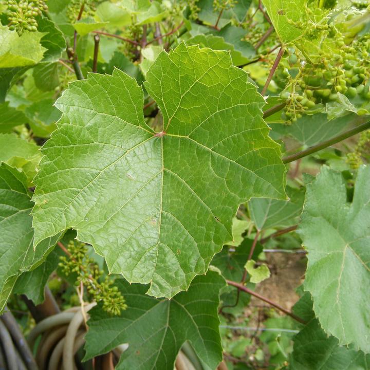 Image du produit Plant in a Box Vitis vinifera 'Chardonnay' - Set de 3 plants de raisin (25 cm)
