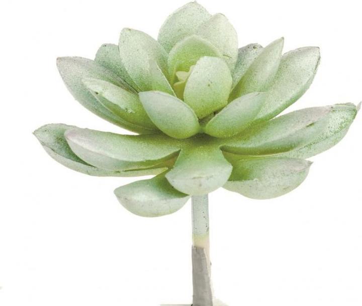 Glorex Echeveria 7cm (7 cm)