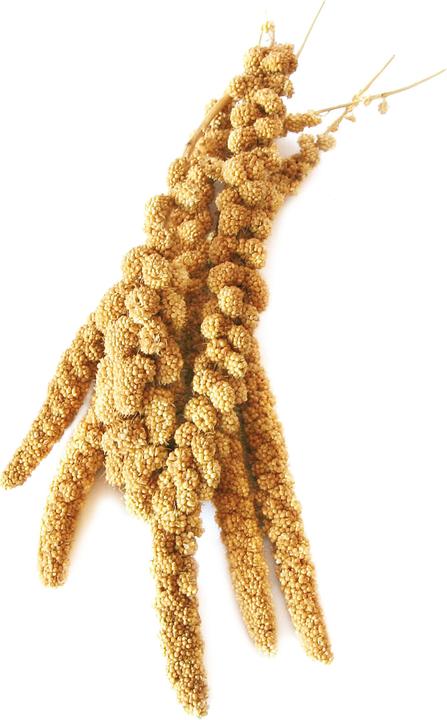 Swisspet Miglio coda di volpe (1 x, 0.18 kg)