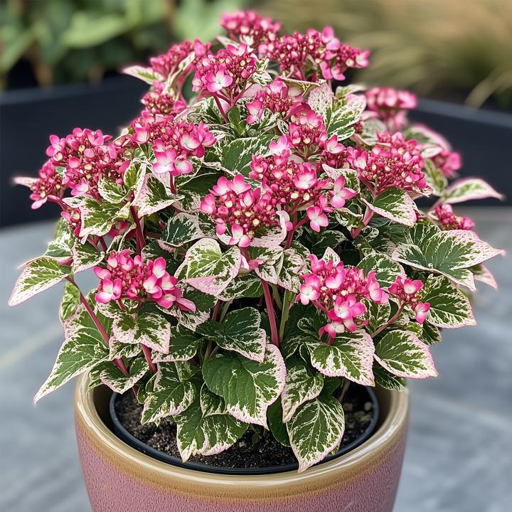 Actual product image Plant in a Box Hydrangea serrata 'Euphorbia Pink' - Hydrangea set of 2 (40 cm)