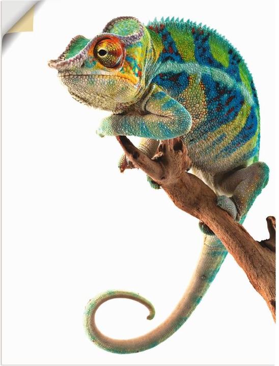 Immagine prodotto Artland Ambanja Panther Camaleonte T5RW (45 x 60 cm)