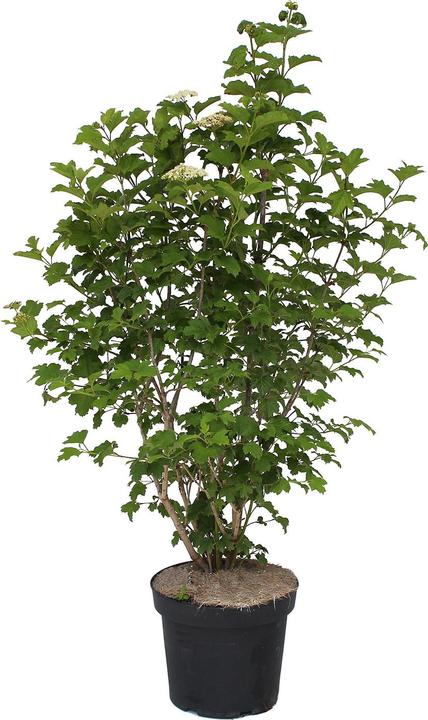 Actual product image Zulauf Gemeiner Schneeball / Viburnum opulus (100 cm)