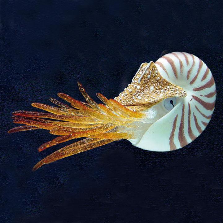 Immagine prodotto Amazonas Nautilus galleggiante (Decorazione, altre voci)