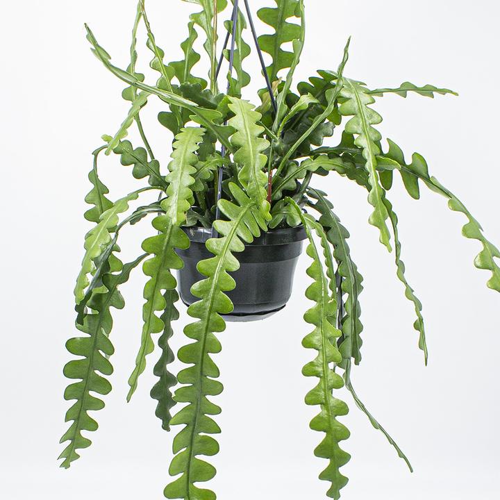 Image du produit Kakteen Gautschi Epiphyllum anguliger (14 cm)
