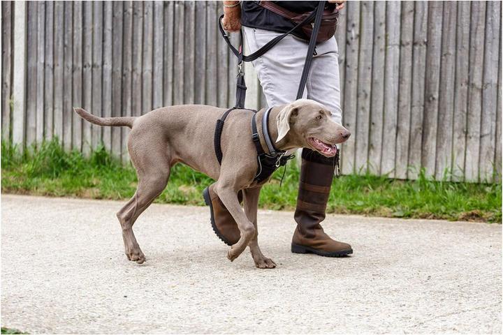Produktbild Company of Animals Halti No Pull Antizug M Harness (M, Hund, Allgemein)