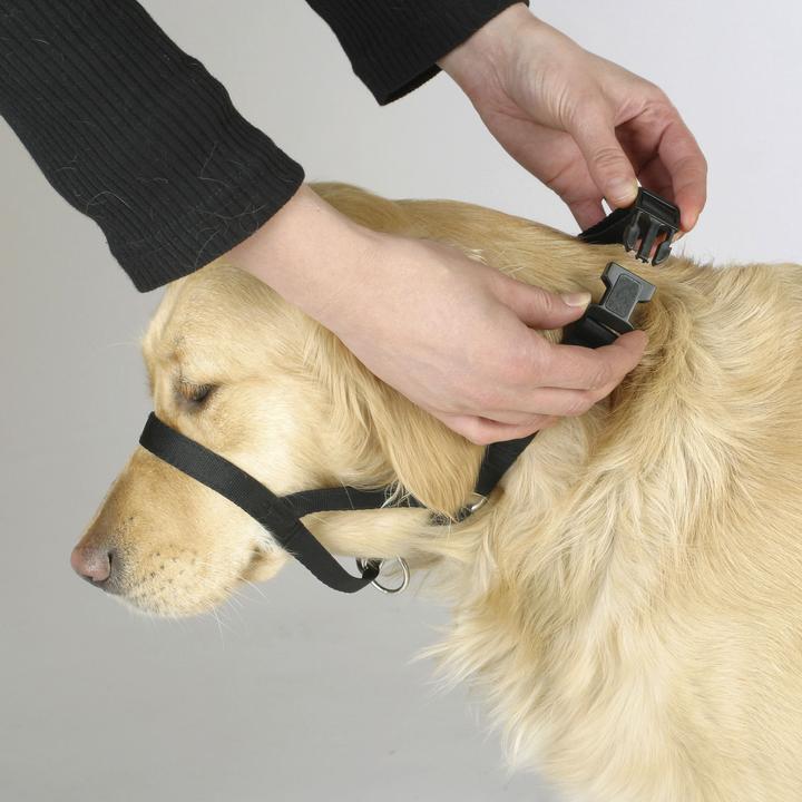 Actual product image Kerbl MAXI COACH training and education harness