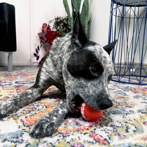 Actual product image KONG Signature Balls M, set of 3, assorted (Ball toy dog)