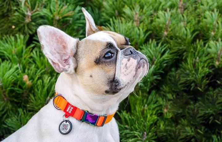 Immagine prodotto Collar Collare in nylon con codice QR per cane Waudog gradiente, arancione, taglia XL (XL, Cane, Generale)