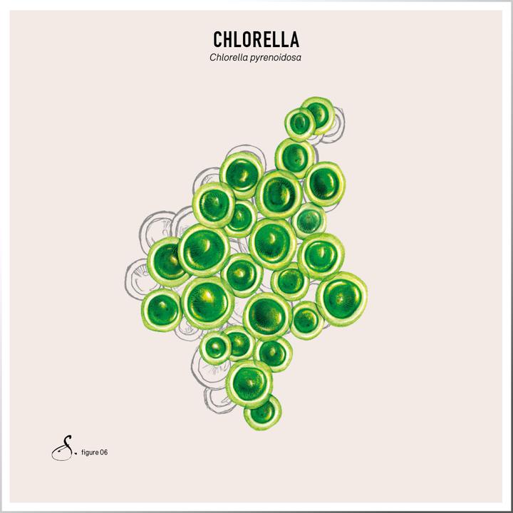 Actual product image Sekoya Chlorella | Detoxifies the body (90 Piece, Pills)