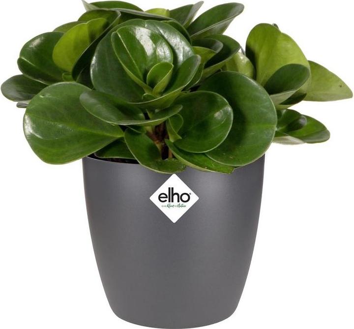 Image du produit Elho Bruxelles (13 cm)