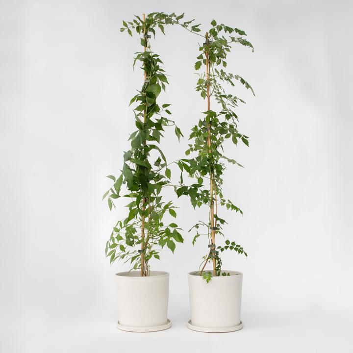 Actual product image Plant in a Box Campis radicans 'Flava' - set of 2 trumpet climbers (110 cm)
