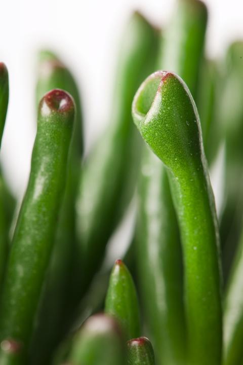 Image du produit Plant in a Box Crassula ovata Hobbit - Plante de jade (55 cm)
