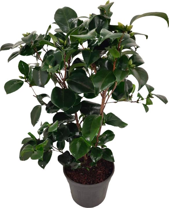 Image du produit Plant in a Box Camellia japonica Lady Campbell - Rose du Japon (50 cm)
