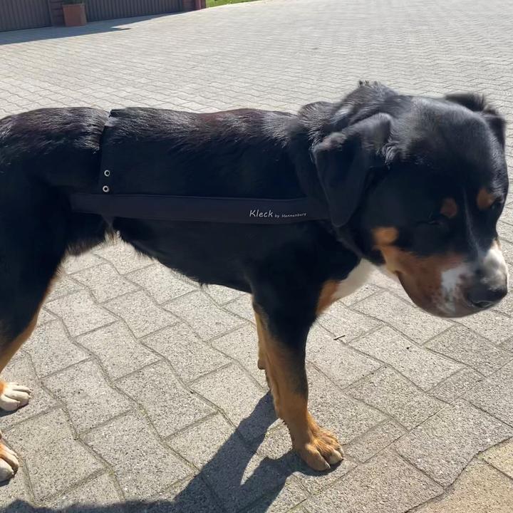 Actual product image by Hennenberg Kleck-Leckschutz Modell (Dog)
