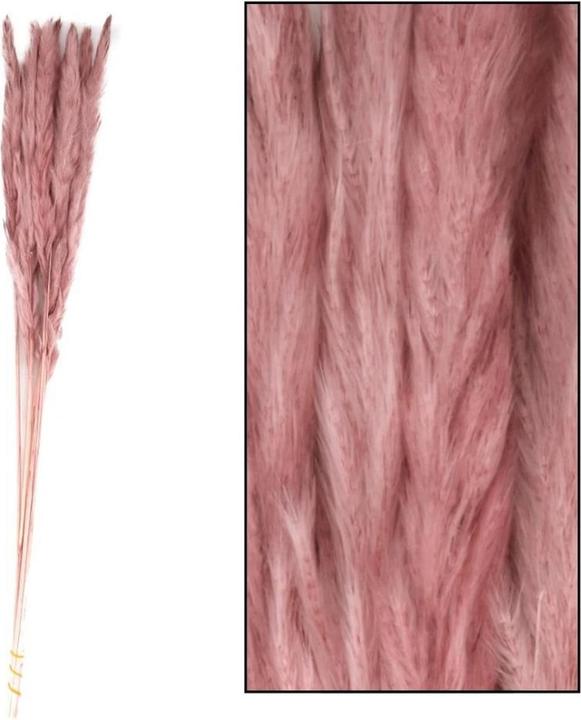 Actual product image Dijk Pampas grass Mace (Pampas grass)