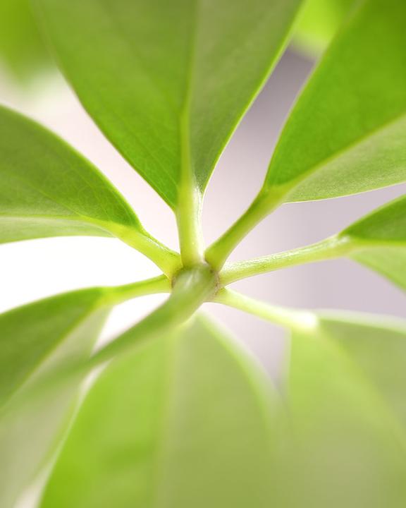 Image du produit feey Schefflera (55 cm, Fraîchement rempotés)
