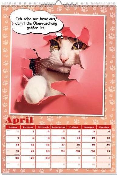 Actual product image Cool cats poster calendar 2025 (No binding, German)