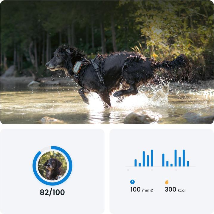 Actual product image Tractive GPS Dog (XL, Dog, Dog sport, Walks, Jogging)