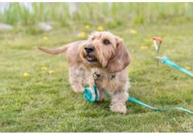 Image du produit Trixie Pince d'ancrage (40, Chien, Général)