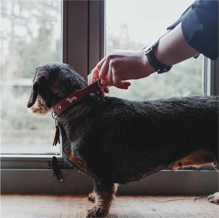 Actual product image Hunter Dachshund collar Munich 42/S, cowhide, cognac/black (42, S, Dog, Dog sport)