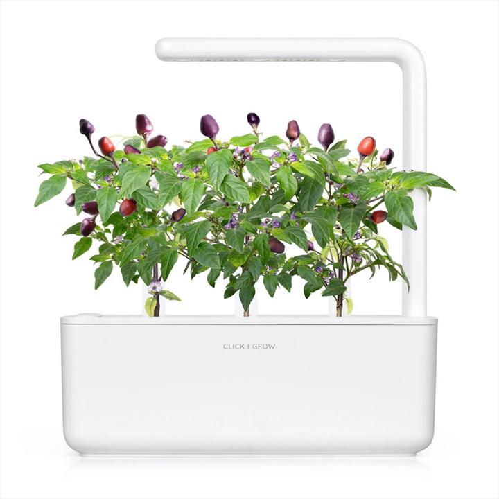 Produktbild Click and Grow Lila Chilli (Gemüsesamen)