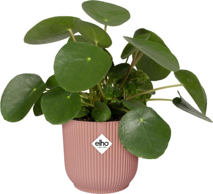 Produktbild Elho Vibes Fold (25 cm)