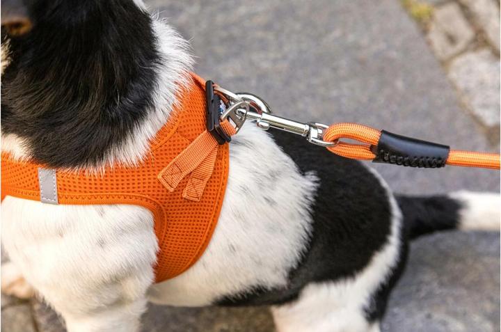 Produktbild Curli Hundeleine Stretch Comfort ø 8 mm / 1.8 m, Sun Orange (M, Hund, Allgemein)