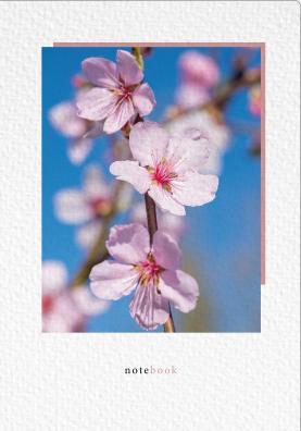 Almond blossom photo
