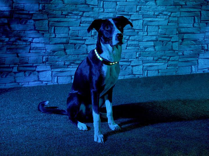 Immagine prodotto Infactory Luce di striscia LED con funzione di luce cinetica (Cane, Generale)