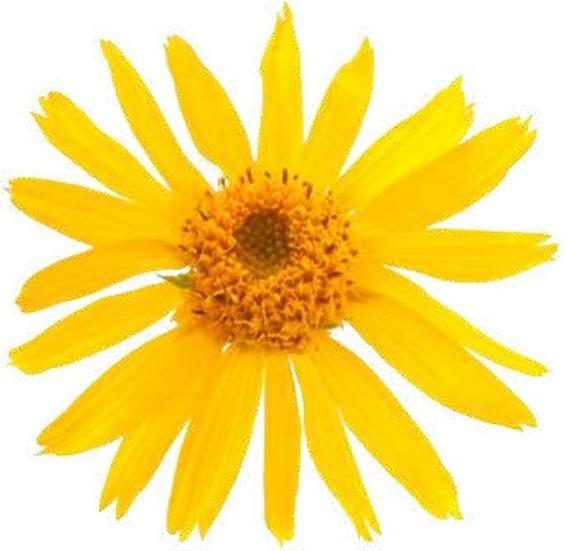 Immagine prodotto Officinalis Dalla Grana Officinalis Arnica 90% (1 x, 250 ml, 250 g)