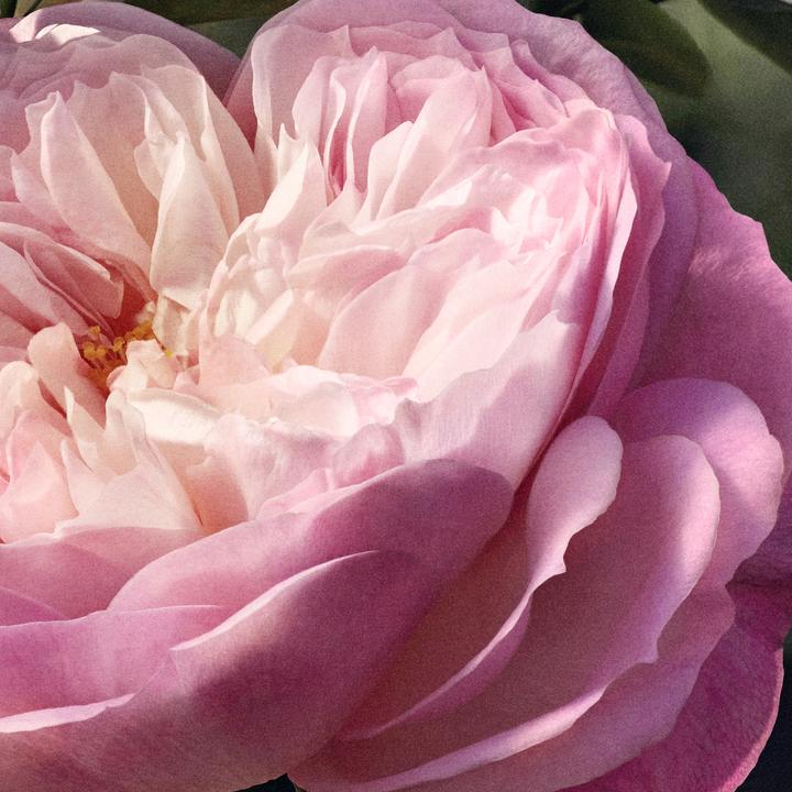 Image du produit Chloé Eau de Parfum Naturelle (Eau de parfum, 50 ml)