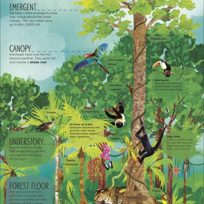 Immagine prodotto RHS The Magic and Mystery of Trees (Inglese, Jen Green, Claire McElfatrick, 2019)