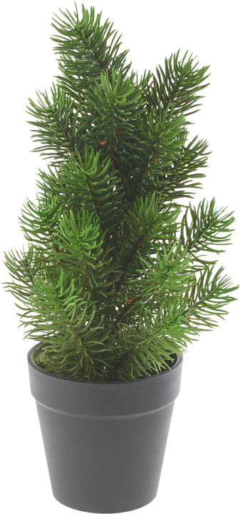 Produktbild DPI Edel Tannenbaum "Rory" im Topf, ca. H 32 cm