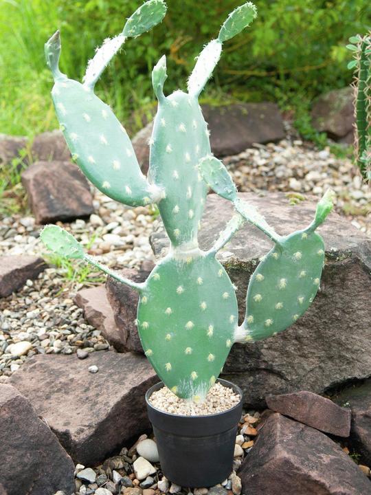 Productafbeelding Europalms Bladcactus, Kunstplant, 76cm (76 cm)