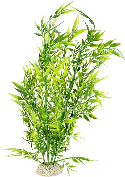 Immagine prodotto EBI Aqua Della Bamboo (Piante, altre voci)