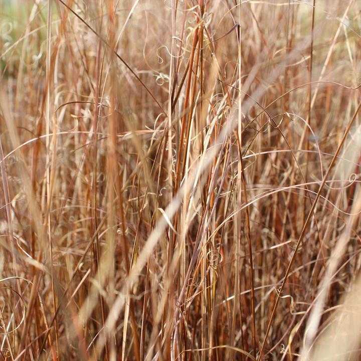 Actual product image Zulauf Laîche de la Renarde (60 cm)